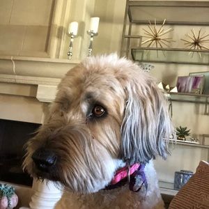 Meet your Posher, Ella